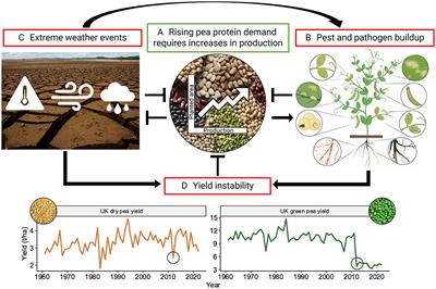 Understanding the root of the problem for tackling pea root rot disease